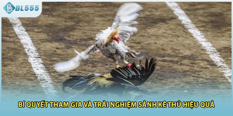 Bí quyết tham gia và trải nghiệm sảnh kê thủ hiệu quả